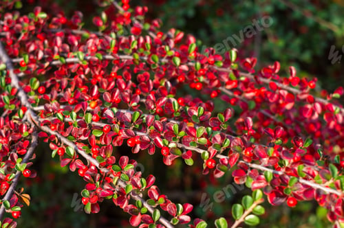 Preview: Clusters Of Red Berries Of A Cotoneaster Horizontalis Decne. Illuminated By Soft Evening Sunlight