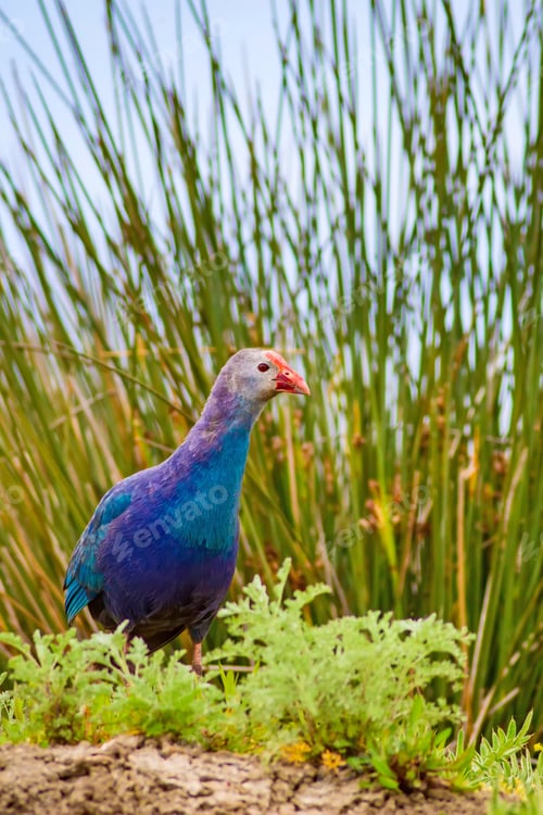 Preview: Blue Bird. Purple Swamphen. Nature Background.