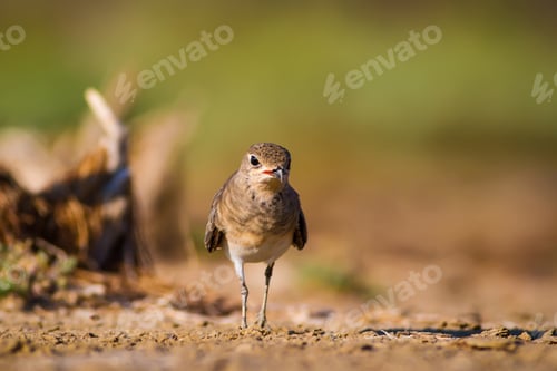 Preview: Cute Bird Collared Pratincole. Warm Colors Nature Background. Collared Pratincole / Glareola