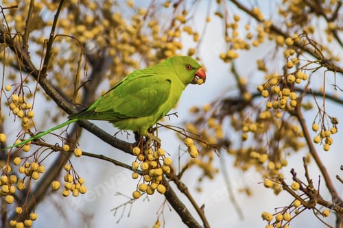 Preview: Wild Parrot Feeding. Bird: Rose Ringed Parakeet. Psittacula Krameri.