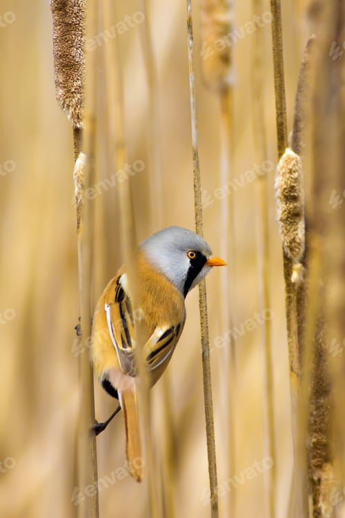 Preview: Funny Bird. Yellow Nature Background. Bearded Reedling / Panurus Biarmicus