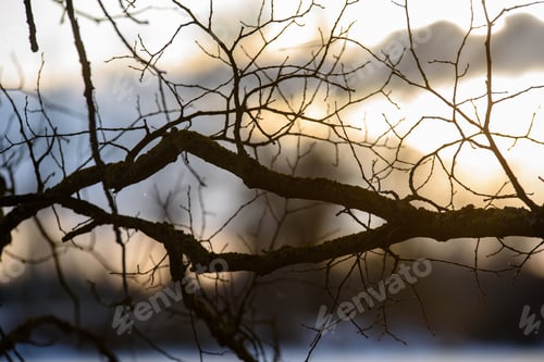 Preview: Colorful Winter Sunset On Frozen River Ice With Tree Silhouettes And Blur Background