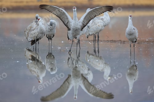 Preview: Sand Hill Crane (Grus Canadensis) At Bosque Del Apache National Wildlife Refuge