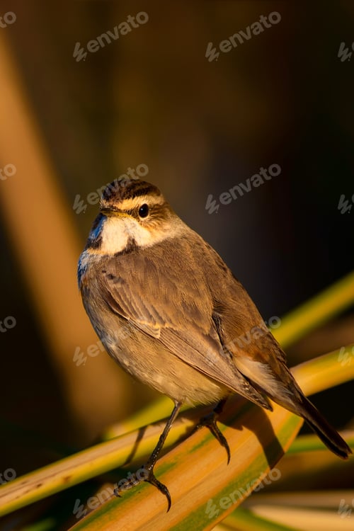 Preview: Cute Bird. Colorful Natural Background. Bird: Common Bird Bluethroat. Luscinia Svecica. Ankara