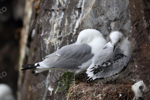 Preview: Black-Legged Kittiwake (Rissa Tridactyla) , Iceland, Polar Regions