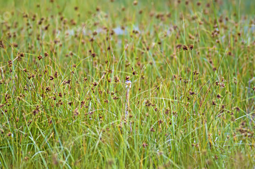 Preview: Hiding Bird. Green Nature Background. Bird: Purple Heron.