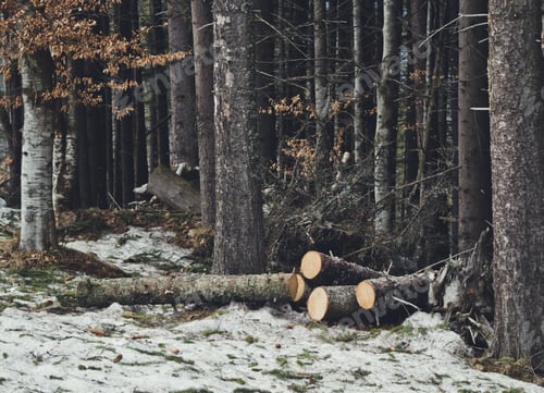 Preview: Picturesque Coniferous Forest In Eastern Europe, Ukraine