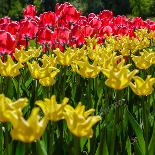 Preview: Spring Blooming Tulip Flowrs Blossom Scene. Tulips In Spring Blooming Garden. Tulip Festival In