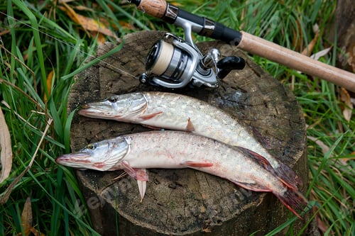 Preview: Freshwater Northern Pike Fish Know As Esox Lucius Lying On A Wooden Hemp And Fishing Equipment