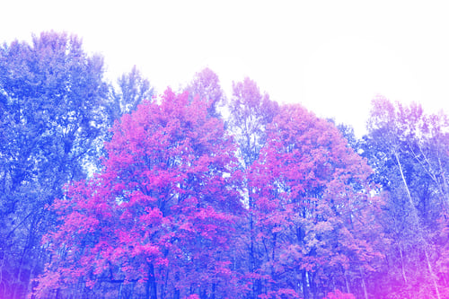Preview: Autumn Landscape With Bright Colorful Foliage. Indian Summer.