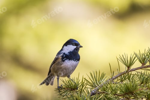 Preview: Spring And Cute Little Bird. Yellow Green Nature Background. Common Bird: Great Tit. Parus Major.