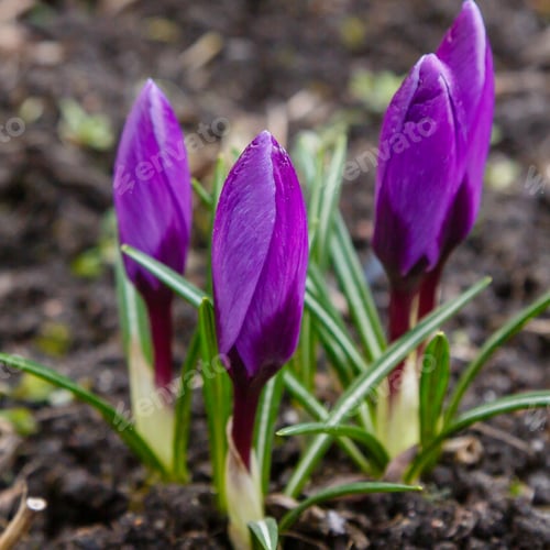 Preview: Flowering Violet Crocuses Flowers In Early Spring. Purple Crocus Flowers, Violet Crocus In Garden