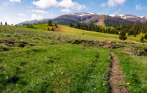 Preview: Grassy Fields On Rolling Hills. Spruce Forest On Slopes At The Foot Of The Mountain Ridge In