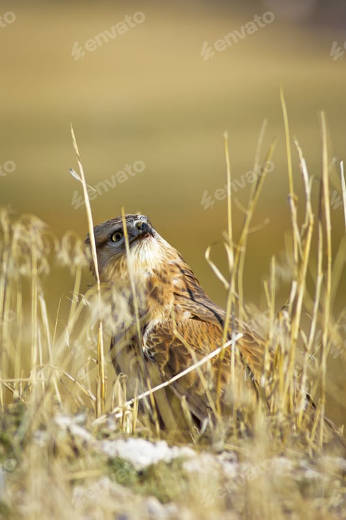 Preview: Bird Of Prey. Yellow Nature Background. Bird: Long Legged Buzzard. Buteo Rufinus.