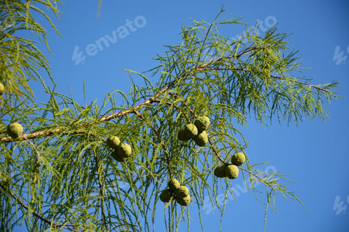 Preview: Taxodium Distichum (Bald Cypress) Branches With Cones