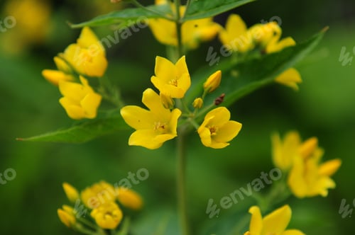 Preview: Yellow Wildflower On Soft Green Background