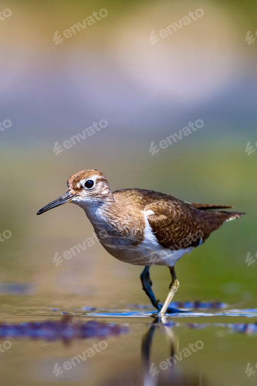 Preview: Cute Bird Common Sandpiper. Natural Background. Actitis Hypoleucos. Bafa Lake. Turkey.