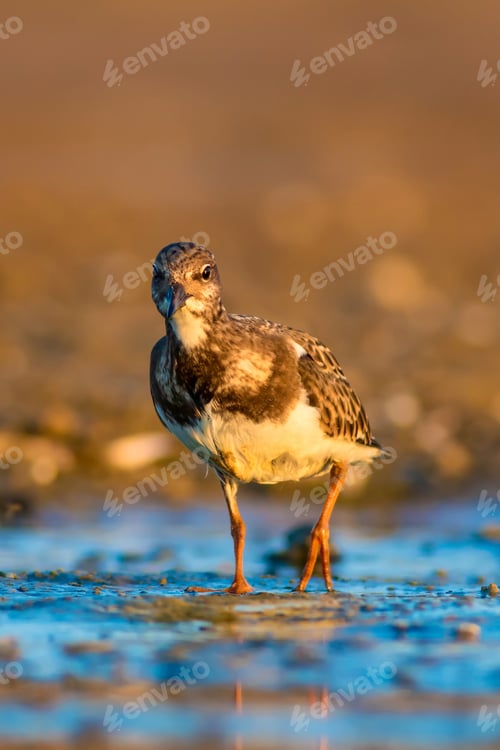 Preview: Water Bird Turnstone. Nature Background. Bird: Ruddy Turnstone. Arenaria Interpres