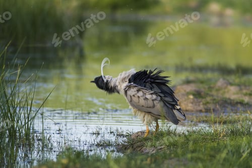 Preview: Night Heron. Green Nature Background. Bird: Black Crowned Night Heron. Nycticorax Nycticorax.