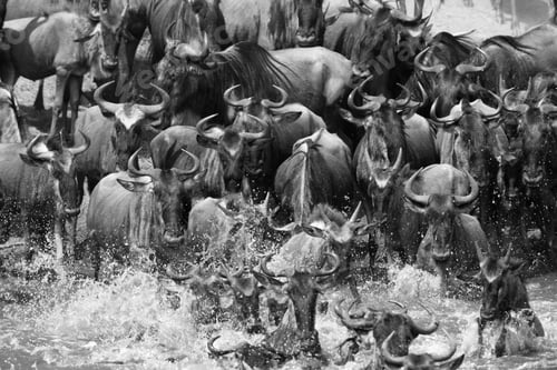 Preview: Wildebeests Crossing Mara River With Splash Of Water, Kenya