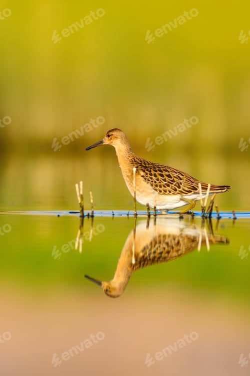 Preview: Cute Water Bird. Nature Background.