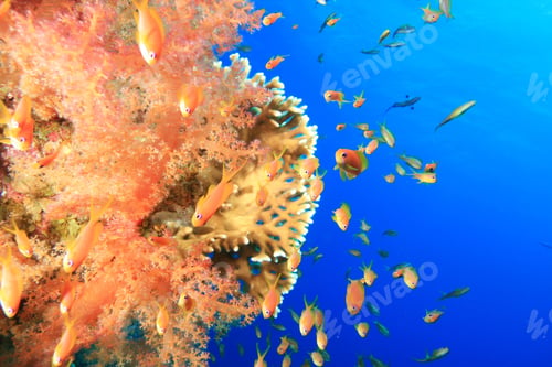 Preview: Coral Reef And Lyretail Anthias