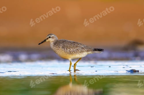 Preview: Water Bird And Habitat. Natural Background. Bird: Red Knot. Calidris Canutus.