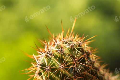 Preview: Cactus Echinopsis Tubiflora