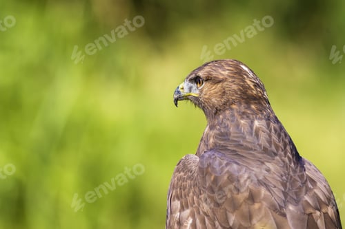 Preview: Bird Of Prey. Green Nature Background. Bird: Long Legged Buzzard. Buteo Rufinus.