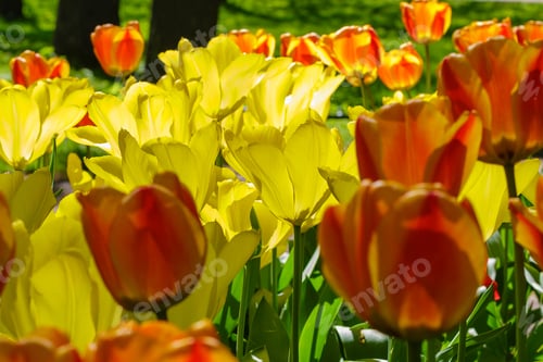 Preview: Spring Blooming Tulip Flowrs Blossom Scene. Tulips In Spring Blooming Garden. Tulip Festival In