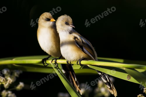 Preview: Lovely Birds. Cute Little Birds; Bearded Reedling. Dark Green Nature Background. Birds: Panurus