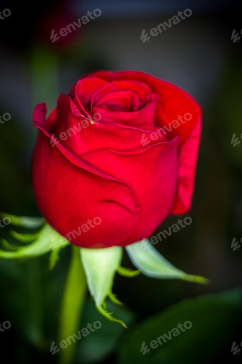 Preview: Beautiful Red Rose Flower. Nature. Close Up, Selective Focus