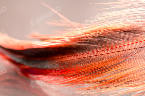 Preview: Colorful Rooster Feather With Details And Reflexions