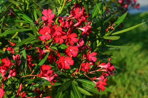 Preview: Nerium Oleander In Bloom