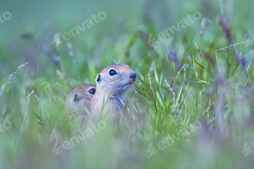 Preview: Cute Squirrel And Nature. Green Purple Grass Background. Animal: European Ground Squirrel European