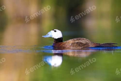 Preview: Duck Swimming In Lake. White Headed Duck White Headed Duck Oxyura Leucocephala