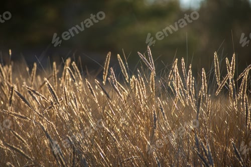 Preview: Sun Reflecting In Dry Bents And Grass By The Sea Beach In Sunset. Blur Background And Shallow Depth