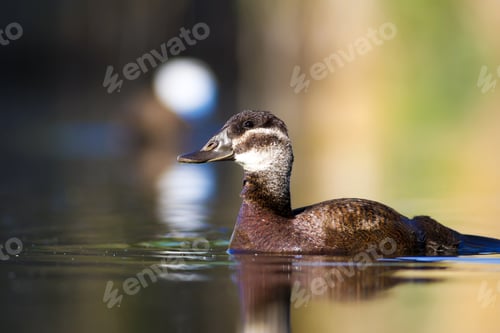 Preview: Swimming Duck. Colorful Nature Background. Bird: White Headed Duck. Oxyura Leucocephala.