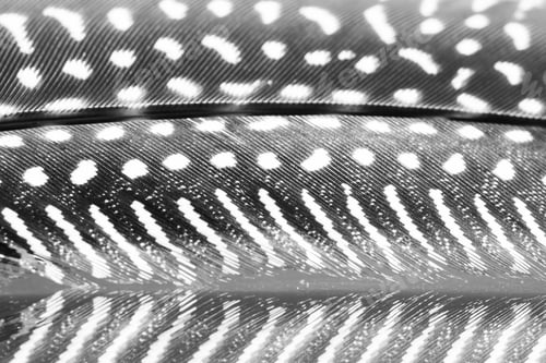 Preview: Guinea Hen Feather With Dark Background
