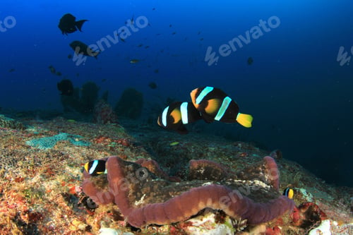 Preview: Clarke'S Anemonefish And Anemone