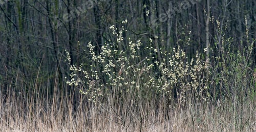 Preview: Reed And Bushes With Bright Catkins And Dark Tree Trunks In Background.