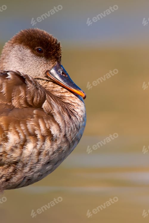 Preview: Cute Duck. Nature Background.