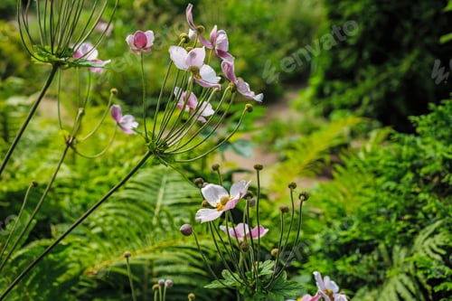 Aperçu: Anemone Japonica (Anemone Hupehensis Var. Japonica, Chinese Anemone, Japanese Anemone, Thimbleweed