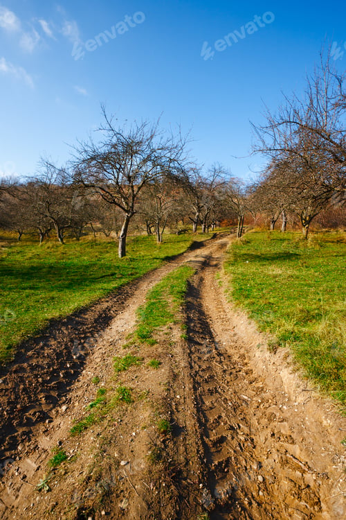 Preview: Vibrant Landscape With Rural Dirt Road And Trees