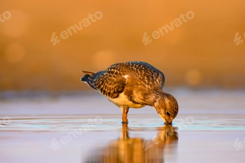 Preview: Water Bird Turnstone. Nature Background. Bird: Ruddy Turnstone. Arenaria Interpres
