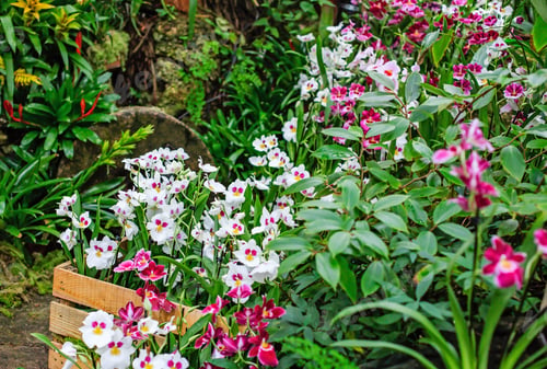 Preview: Flowers. Phalaenopsis Orchids (Moth Orchids). Beautiful Flowers Used As Household Plants.