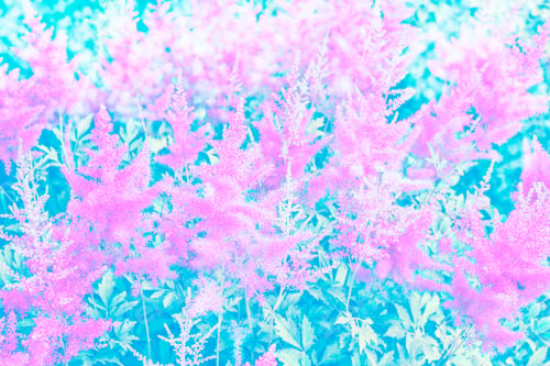 Preview: Colorful Autumn Flowers Of Astilba. Natural Floral Background.
