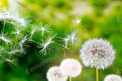 Dandelion Seeds Blowing in Green Field