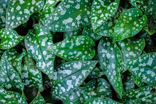 Preview: Background Of Green Leaves Of Lungwort Sugar