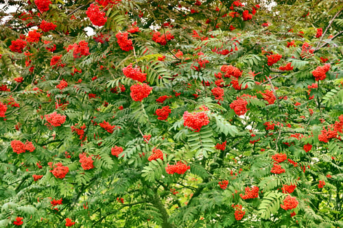 Preview: Rowan Tree With Full Ripe Berries. Autumn Landscape.